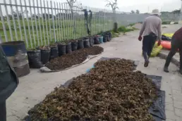 Water hyacinth laid out to dry, preparing for biochar production in a sustainable wetlands project.