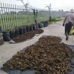 Water hyacinth laid out to dry, preparing for biochar production in a sustainable wetlands project.