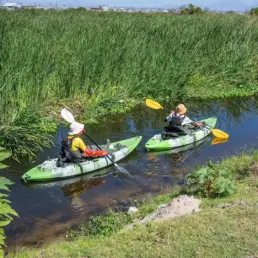 Two people kayaking in green kayaks on a calm waterway in Khayelitsha Wetlands.